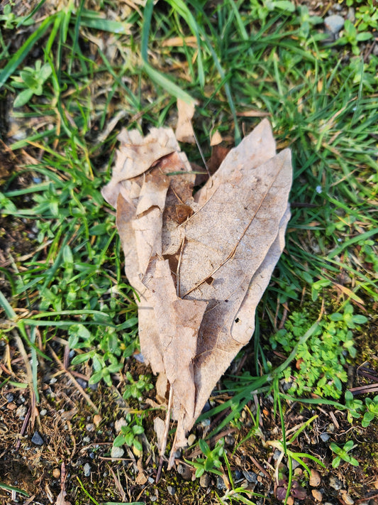 garden leaf litter makes for good bumblebee nest sites