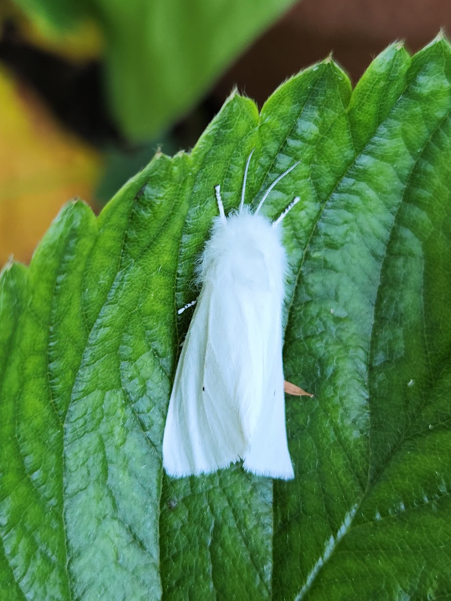 I Like Bugs: Moths I've Met