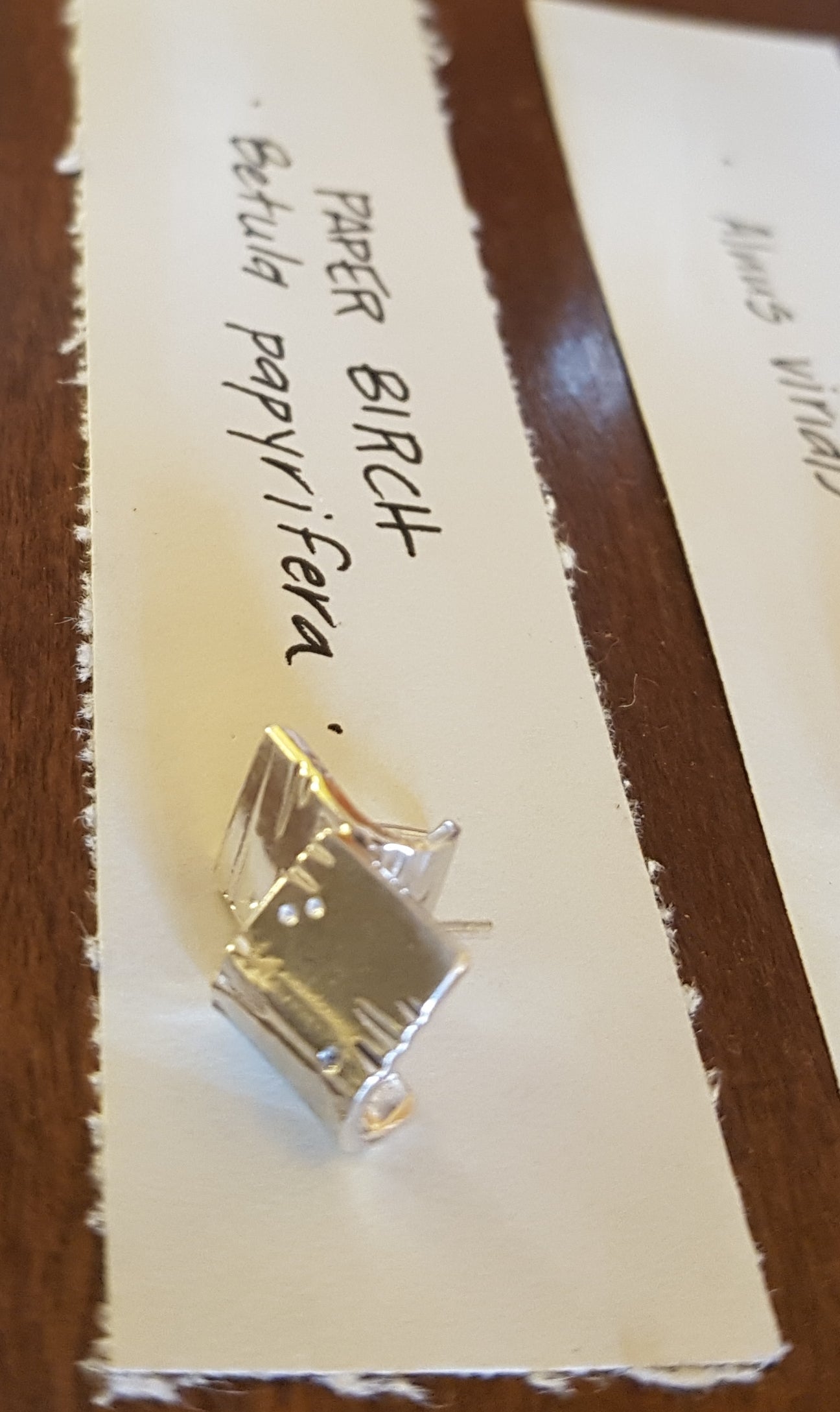 West Coast Trees Stud Earrings