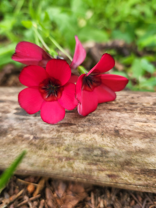 Red Flax 