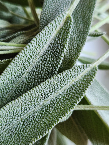 sage leaves texture shown close