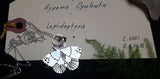 Sterling Silver Opulenta Moth Pendant